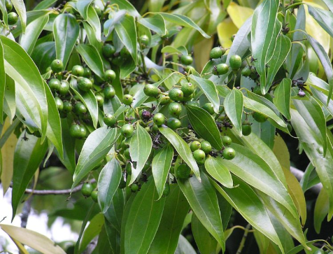 Loài cây gia vị quý của thế giới Việt Nam đang trồng bạt ngàn: Từ vỏ đến lá đều hái ra tiền, nước ta cùng Trung Quốc cạnh tranh ngôi vương của thế giới
- Ảnh 1. Loài cây gia vị quý của thế giới Việt Nam đang trồng bạt ngàn: Từ vỏ đến lá đều hái ra tiền, nước ta cùng Trung Quốc cạnh tranh ngôi vương của thế giới
- Ảnh 1.