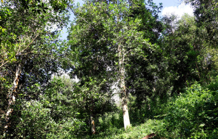 Một loại sản vật thế giới rất hiếm nhưng riêng 1 tỉnh của Việt Nam đã trồng hơn 43.000 ha: Xuất khẩu thu về hơn 47 triệu USD, nước ta cùng Trung Quốc là ‘ông trùm’ toàn cầu - Ảnh 1.