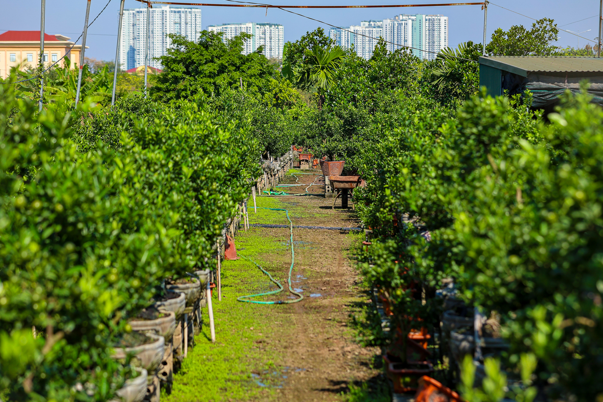 Toàn cảnh khu vực sắp xây sân vận động lớn nhất Việt Nam tại Hưng Yên: Sức chứa 60.000 chỗ ngồi, mái vòm đóng mở tự động - Ảnh 8.