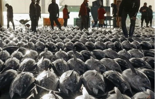 Một loại ‘siêu thực phẩm’ của Việt Nam đang được Nga, châu Âu cực kỳ ưa chuộng: Ưu đãi thuế nhập khẩu 0%, hơn 75 thị trường đang là khách ruột - Ảnh 1.