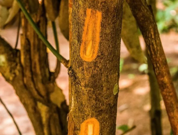 Một loại ‘vàng nâu’ rất quý của thế giới nhưng Việt Nam trồng bạt ngàn: Từ thân đến là đều ra tiền, thu về gần 250 triệu USD kể từ đầu năm - Ảnh 1.