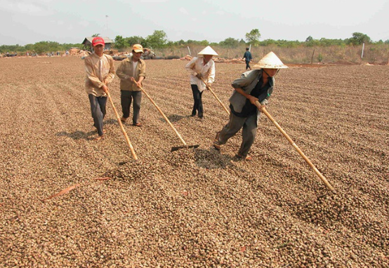 Campuchia, châu Phi cùng đưa sang Việt Nam một loại nông sản quan trọng: Là trợ lực giúp nước ta xuất khẩu bỏ xa thế giới, giá ngày càng đắt đỏ - Ảnh 1.