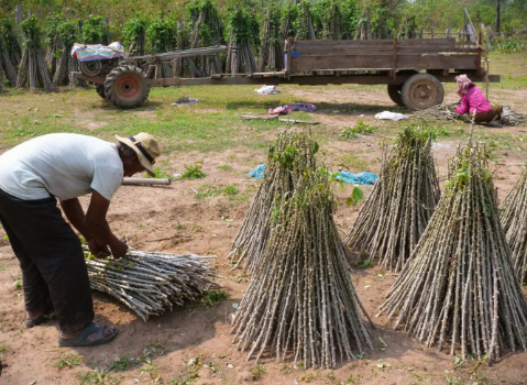 Không phải sầu riêng hay gạo, Trung Quốc bất ngờ săn lùng trở lại một mặt hàng từ Việt Nam: Thu mua hơn 95% sản lượng, nước ta là 'trùm' thứ 2 thế giới - Ảnh 1.