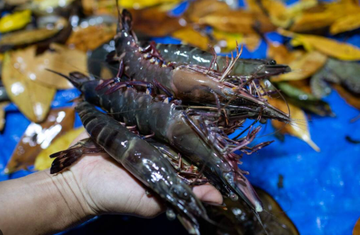 Không phải sầu riêng hay nông sản, một mặt hàng của Việt Nam đang làm mưa làm gió tại Trung Quốc: Nước ta bỏ túi hơn 1,2 tỷ USD, xuất khẩu đứng thứ 2 thế giới - Ảnh 1.