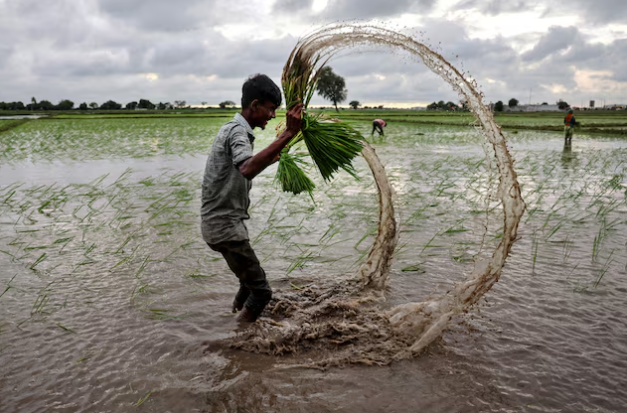 Philippines, Senegal dừng nhập khẩu, gạo Việt đang xoay trục sang những thị trường nào? - Ảnh 1.
