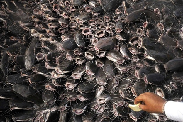 Cả thế giới tranh nuôi nhưng chỉ Việt Nam tạo nên ngành công nghiệp tỷ đô từ 'mỏ vàng' này - chiếm 90% thị phần toàn cầu, Trung Quốc cực ưa chuộng- Ảnh 1. Cả thế giới tranh nuôi nhưng chỉ Việt Nam tạo nên ngành công nghiệp tỷ đô từ 'mỏ vàng' này - chiếm 90% thị phần toàn cầu, Trung Quốc cực ưa chuộng- Ảnh 1.