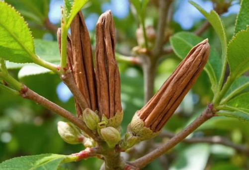 Hàng nghìn tấn hàng từ Indonesia vừa đổ bộ giúp Việt Nam thống lĩnh ‘mỏ vàng’ triệu đô của thế giới: Chiếm 72% nguồn cung, là cây từ thân đến lá đều mài ra tiền - Ảnh 1.