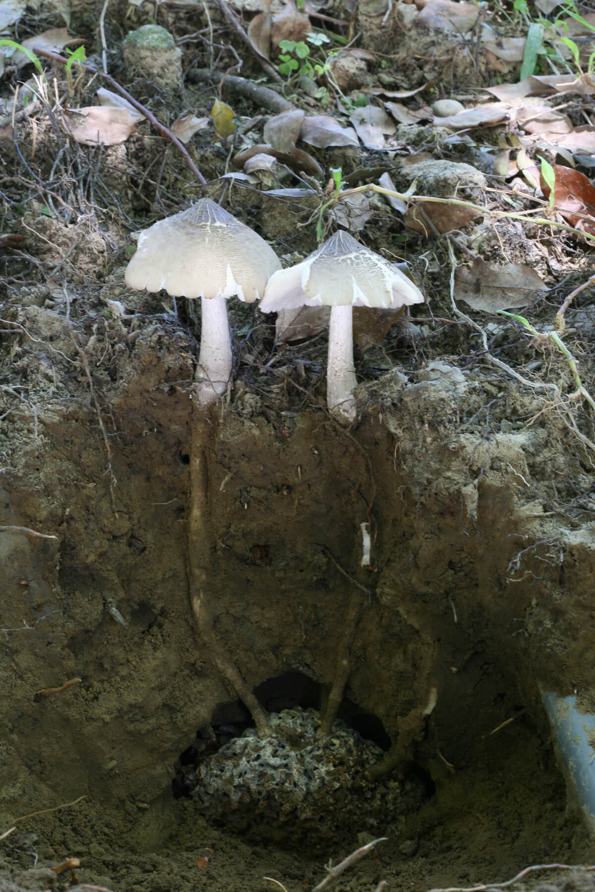 Loại nấm siêu 