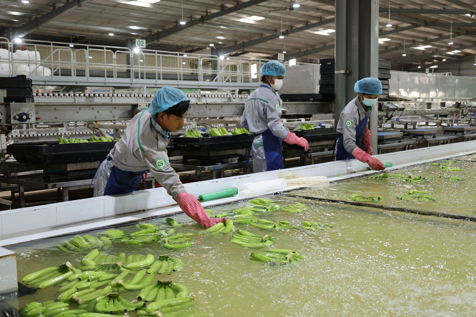 Thaco Agri của ông Trần Bá Dương đưa thêm xưởng đóng gói chuối vào vận hành, tăng công suất thêm 200 tấn xuất khẩu/ngày- Ảnh 1.