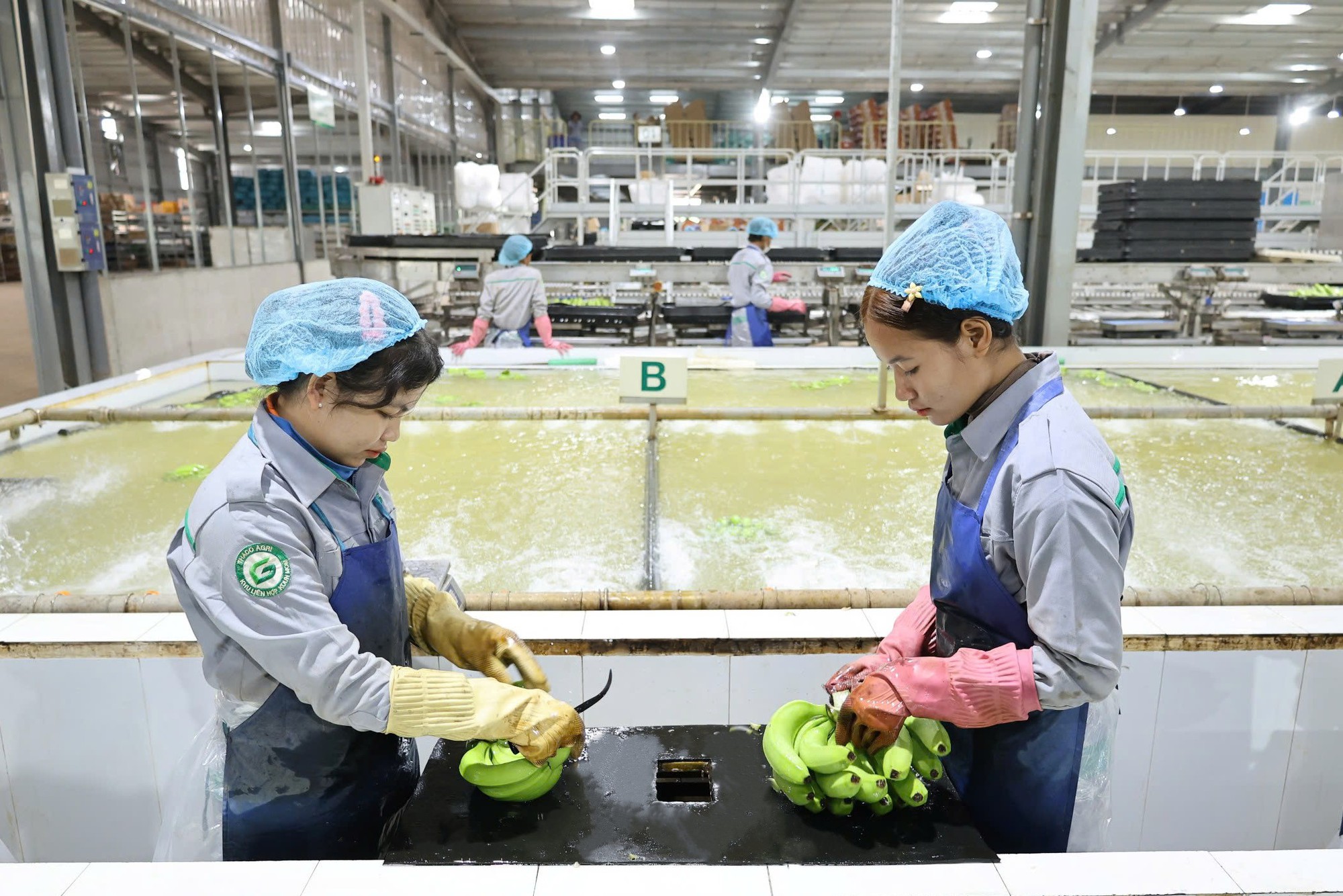 Thaco Agri của ông Trần Bá Dương đưa thêm xưởng đóng gói chuối vào vận hành, tăng công suất thêm 200 tấn xuất khẩu/ngày- Ảnh 3.