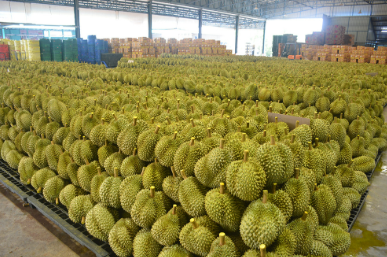 Không phải Trung Quốc, người dùng tại một quốc gia châu Á sắp đón sầu riêng giá rẻ: Giá giảm đến 30%, Malaysia chiếm trọn thị trường - Ảnh 1.