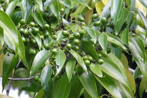 Một loại sản vật Việt Nam sở hữu hơn 180.000 ha là cây gia vị lâu đời quý hiếm của thế giới: Thu về 123 triệu USD kể từ đầu năm, nước ta xuất khẩu Top đầu thế giới - Ảnh 1.