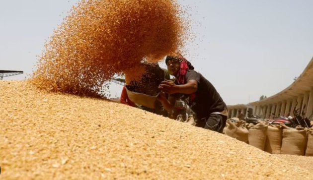 Một loại ‘báu vật nông sản’ của Nga bất ngờ gặp khó: Giá rẻ bất ngờ do nhu cầu yếu, hàng trăm nghìn tấn hàng đã đổ bộ Việt Nam - Ảnh 1.