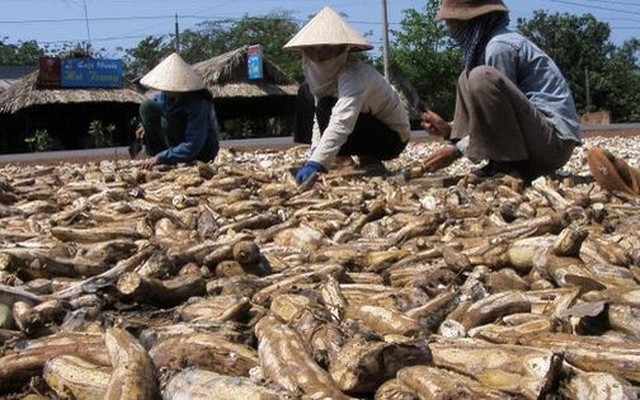 'Vựa lúa dưới lòng đất' của Việt Nam được Nhật Bản mạnh tay mua hàng nghìn tấn: xuất khẩu tăng khủng hơn 1.000%, Trung Quốc rốt ráo săn lùng- Ảnh 1. 'Vựa lúa dưới lòng đất' của Việt Nam được Nhật Bản mạnh tay mua hàng nghìn tấn: xuất khẩu tăng khủng hơn 1.000%, Trung Quốc rốt ráo săn lùng- Ảnh 1.