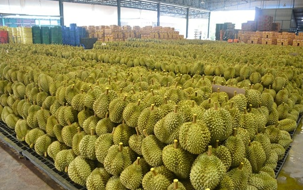 Cung vượt cầu, đối thủ sầu riêng Việt Nam thành lập trung tâm chế biến quy mô lớn, tuyên bố phát triển thành công 3 giống sầu riêng mới - Ảnh 1.