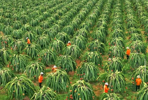 Không phải sầu riêng, một loại 'siêu trái cây' đang gặp khó tại Trung Quốc: Giá bất ngờ lao dốc 1 nửa, Việt Nam đang trồng nhiều nhất thế giới - Ảnh 1.