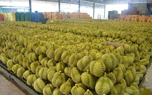 112 trang trại sầu riêng của láng giềng Việt Nam vừa đón tin vui từ thị trường Trung Quốc - Ảnh 1.