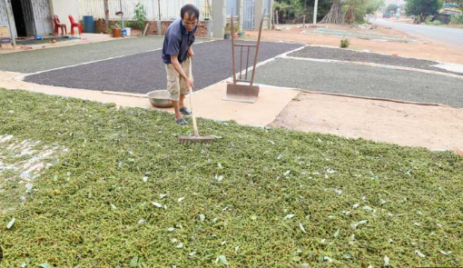 Không phải gạo hay sầu riêng, một loại nông sản Việt Nam đang giúp Việt Nam trúng lớn: Xuất khẩu bằng cả thế giới cộng lại, Mỹ đang liên tục săn lùng - Ảnh 1.