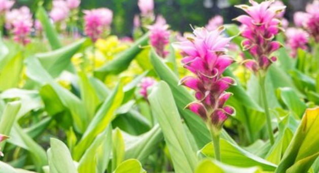 Việt Nam sở hữu một mặt hàng được mệnh danh ‘mỏ vàng vùi dưới lòng đất’: Thu về hơn 40 triệu USD kể từ đầu năm, 110 doanh nghiệp đang tham gia ‘đào vàng’- Ảnh 1.