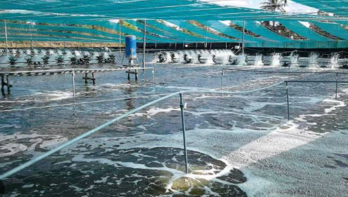 Một ‘mỏ vàng’ dưới nước đưa Việt Nam thành ông lớn đứng thứ 2 thế giới: Mỹ, Nhật Bản, Trung Quốc đều săn đón, nước ta sở hữu công nghệ chế biến hiện đại đứng top toàn cầu - Ảnh 1.