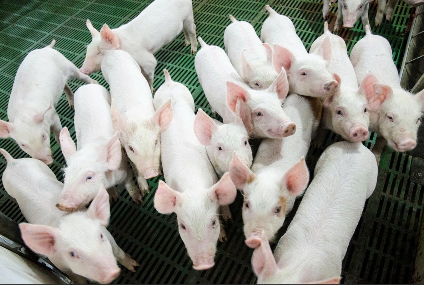 Nông nghiệp Hòa Phát của tỷ phú Trần Đình Long chính thức nộp hồ sơ IPO - Ảnh 3.