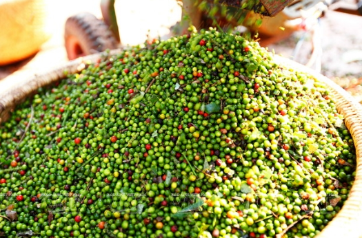 Giá tiêu hôm nay tiếp tục đi ngang, cao nhất 150.000 đồng/kg - Ảnh 1.