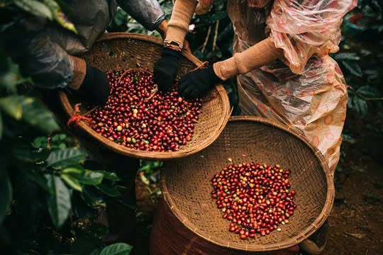 Hàng chục nghìn tấn 'hạt vàng' của Việt Nam đổ bộ Nga với giá cực đắt: thuế xuất khẩu 0%, nước ta là ông trùm lớn thứ 2 thế giới - Ảnh 1.