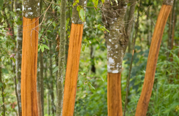 Một loại cây từ Indonesia đổ bộ giúp Việt Nam xuất khẩu dẫn đầu thế giới: Thu về hơn 210 triệu USD, được mệnh danh vàng nâu triệu đô của toàn cầu - Ảnh 1.