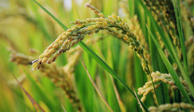 Philippines cùng ông trùm châu Á dừng nhập khẩu, gạo Việt xoay trục sang những thị trường nào trong năm 2025? - Ảnh 1.