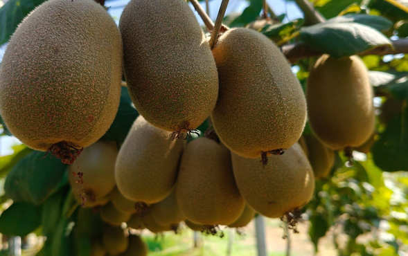 Đắt hơn sầu riêng, ‘siêu trái cây’ bất ngờ rớt giá: Sản lượng tăng 30%, sắp đổ bộ Việt Nam - Ảnh 1.