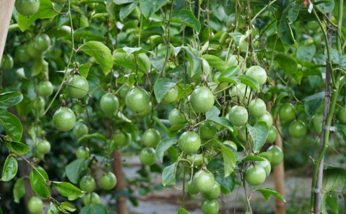 Việt Nam vừa đón tin vui gần 500 triệu USD từ châu Âu - Ảnh 1.