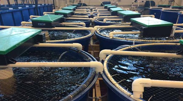 Việt Nam vừa đón tin vui cùng lúc từ cả Trung Quốc và Nhật Bản - Ảnh 1.