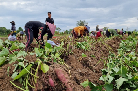 Việt Nam vừa đón một tin vui từ Nhật Bản - Ảnh 1.