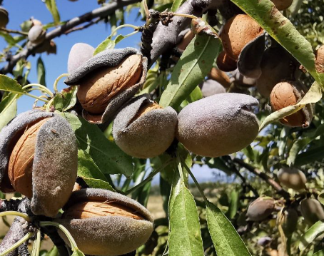 Đắt hơn cả sầu riêng, thanh long, một sản vật của Việt Nam bất ngờ mang về hơn 200 triệu USD - Ảnh 1.