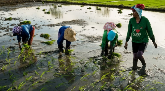 Buồn của quốc gia nhập khẩu gạo lớn nhất thế giới: Sản lượng sắp giảm mạnh gần 1 nửa, giá gạo nhập đe doạ hàng nội địa  - Ảnh 1.