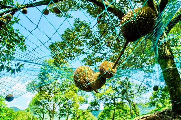 Tránh Việt Nam và Thái Lan, một đối thủ sầu riêng chọn lối đi riêng: Không chạy theo sản lượng, tập trung bán phân khúc cao cấp tại Trung Quốc- Ảnh 2.