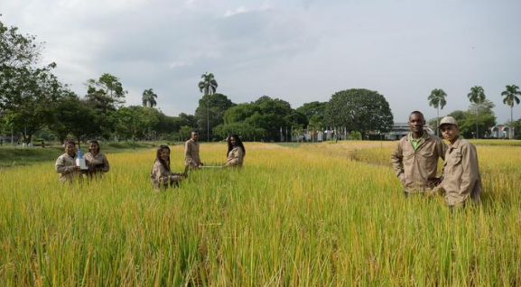 Công nghệ lúa gạo Hàn Quốc góp phần thúc đẩy an ninh lương thực tại châu Phi - Ảnh 1.