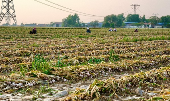 Sau gạo, Indonesia tuyên bố sẽ tự túc một loại nông sản trong vòng 4 năm: Đang phụ thuộc 90% vào Trung Quốc, Việt Nam trồng rất nhiều - Ảnh 1.