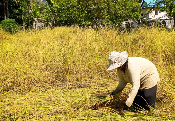 Campuchia quyết tâm làm giàu với loại nông sản Việt Nam đang trồng rất nhiều: Tự tin sẽ xuất khẩu được 1 triệu tấn, vừa thu về hơn 300 triệu USD- Ảnh 1.