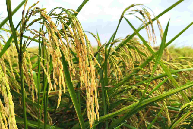 Một khách hàng của gạo Việt ra thông báo ngừng nhập khẩu trong 1 tháng - Ảnh 1.