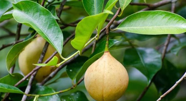 Đắt hơn sầu riêng, Việt Nam trồng được một loại ‘sản vật’ đắt đỏ thứ 3 thế giới: Giá gần 8.000 USD/tấn, ít nhất 3 năm mới cho thu hoạch- Ảnh 1.