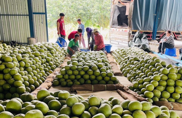 Không phải sầu riêng, Thái Lan quyết tâm làm giàu với loại quả Việt Nam đang trồng rất nhiều: Sắp được mùa được giá, Trung Quốc cực ưa chuộng - Ảnh 1.