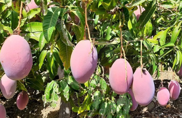 Không phải sầu riêng, Philippines quyết tâm cạnh tranh với Việt Nam một loại quả quan trọng: ‘Chúng ta đang bị Thái Lan, Việt Nam, Campuchia vượt mặt’  - Ảnh 1.