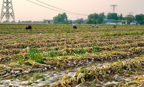 Trung Quốc quyết tâm làm giàu với mặt hàng Việt Nam trồng cực nhiều: Sản lượng sắp tăng 20%, giá ngày càng đắt đỏ - Ảnh 1.