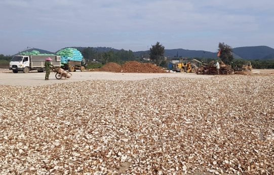 Việt Nam sở hữu 'vựa lúa dưới lòng đất' được Hàn Quốc đổ tiền thu mua hàng nghìn tấn, nước ta có sản lượng 10 triệu tấn/năm - Ảnh 1.
