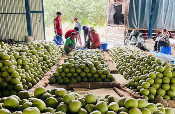 Trung Quốc quyết tâm làm giàu với loại quả Việt Nam đang trồng rất nhiều: Châu Âu, Nga cực ưa chuộng, sản lượng tăng 10% - Ảnh 1.