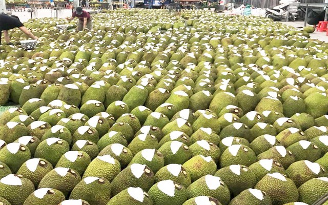 Việt Nam có loại quả 'cứu tinh của thế giới' khiến Trung Quốc phải thừa nhận ngon hơn 'của nhà trồng', cực giàu protein, diện tích trồng hơn 80.000 ha- Ảnh 1.