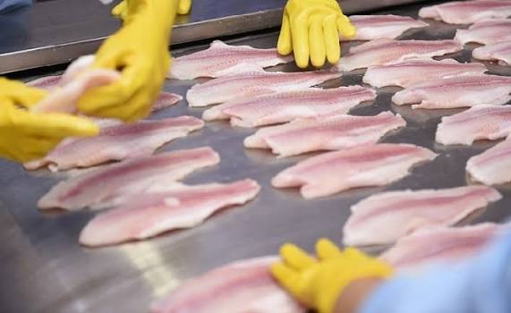 Việt Nam có một ‘sản vật’ dưới nước được Vương quốc Anh cực ưa chuộng: Thu về 43 triệu USD, 2/3 thế giới cũng đang ‘chốt đơn’ - Ảnh 1.