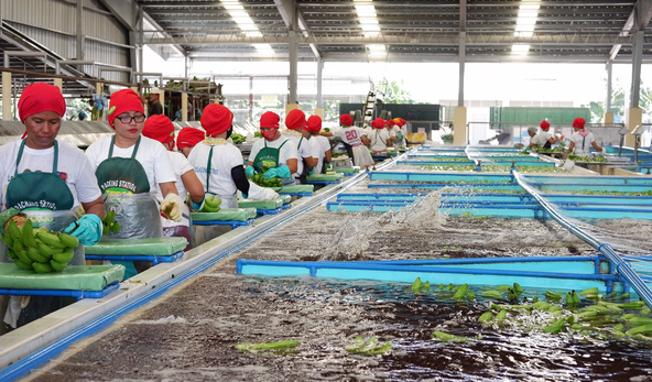 Sau sầu riêng, đến lượt một loại quả quen thuộc của Việt Nam đang lên cơn sốt: Sản xuất 2,3 triệu tấn nhưng không đủ để xuất khẩu, Trung Quốc thu mua toàn bộ - Ảnh 1.