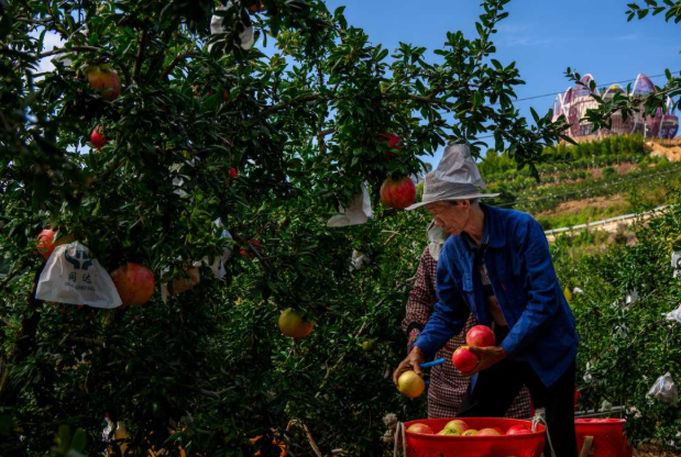 Đắt hơn sầu riêng, Trung Quốc quyết tâm làm giàu với loại quả Việt Nam đang sở hữu rất nhiều: Trồng ở nơi chỉ 15,1°C, sản lượng hơn 800.000 tấn - Ảnh 1.